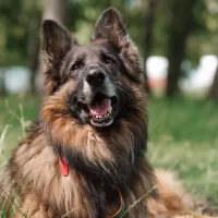 Hagrid 0973/24