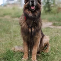 Hagrid 0973/24