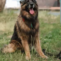 Hagrid 0973/24
