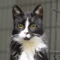 Sędzia Dred 1032/25