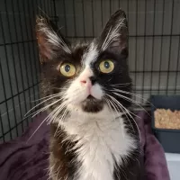 Sędzia Dred 1032/25