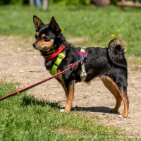 Molly 0247/25