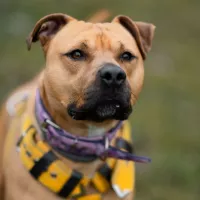 Scooby 1572/23