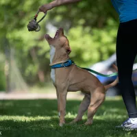 Rupert 0210/25