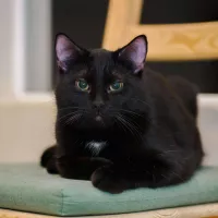 Rocky 0165/25