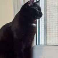 Rocky 0165/25