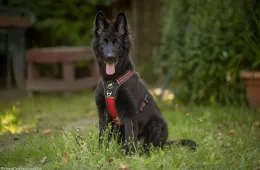 Nala 0014/23/F - samica, 5 miesięcy