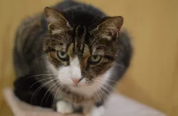 Gierek 0085/25 - samiec, 10 lat Gierek 0085/25 - samiec, 10 lat