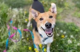 Tanger 0868/20 - samiec, 10 lat