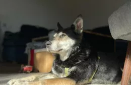 Melisa 0919/21 - samica, 9 lat