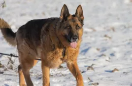 Logan 0959/21 - samiec, 10 lat