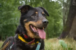 Tytus 0564/22 - samiec, 12 lat