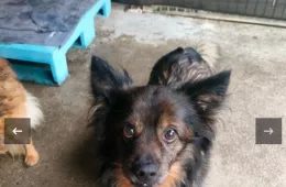  1324/25 - samiec, 15 lat