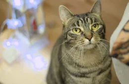 Batorek 0136/25 - samiec, 3 lata