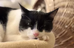 Ksylofon 0222/25 - samiec, 4 lata