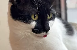 Bandżo 0240/25 - samiec, 5 lat