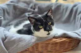 Ukulele 0242/25 - samiec, 8 lat