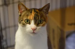 Morrigan 0414/25 - samica, 10 lat