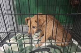  0058/26 - samiec, 12 lat