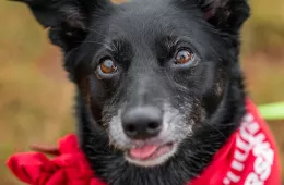 Maja 0615/25 - samica, 10 lat