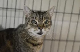 Polka 0616/25 - samica, 12 lat Polka 0616/25 - samica, 12 lat