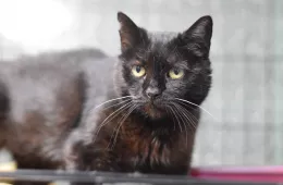 Tenebra 0619/25 - samica, 13 lat