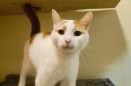 Gonzo 0623/25 - samiec, 12 lat