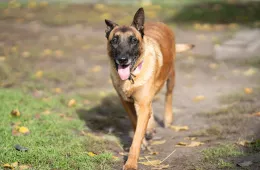 Ozzy 0701/25 - samiec, 10 lat Ozzy 0701/25 - samiec, 10 lat