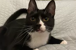 Bugs 0757/25 - samiec, 5 lat