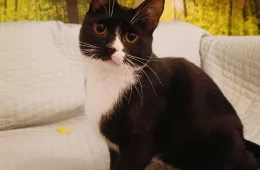 Bugs 0757/25 - samiec, 5 lat