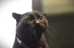 Hiko 0776/25 - samiec, 11 lat