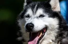 Kajla 0781/25 - samica, 10 lat