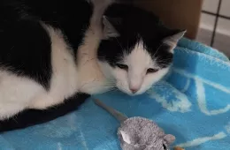 Orka 0845/25 - samica, 10 lat Orka 0845/25 - samica, 10 lat