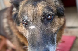 Fernando 0863/25 - samiec, 13 lat