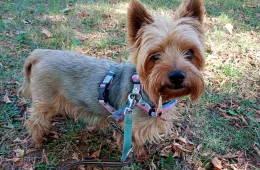 Cukier 0878/25 - samiec, 10 lat Cukier 0878/25 - samiec, 10 lat