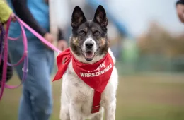 Piórko 0902/25 - samiec, 10 lat