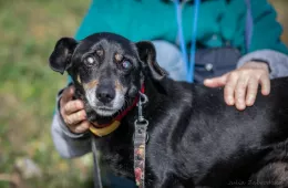 Pimpuś 0936/25 - samiec, 13 lat