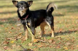 Mika 0950/25 - samica, 10 lat