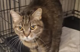 Tina 0951/25 - samica, 11 lat