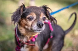 Amik 0974/25 - samiec, 11 lat