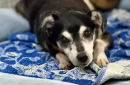 Kasjusz 1001/25 - samiec, 12 lat