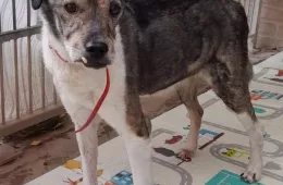 Misiek 1062/25 - samiec, 13 lat