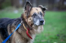 Cywil 1023/25 - samiec, 11 lat