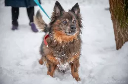 Henio 1324/25 - samiec, 15 lat