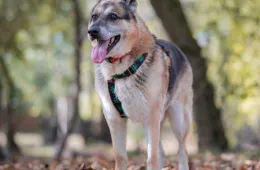 Felek 2000/18 - samiec, 14 lat