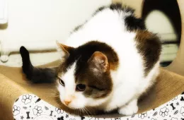 Jaromir 0164/25 - samiec, 8 lat