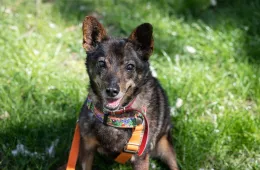 Cleo 0317/25 - samica, 12 lat