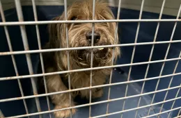  1338/25 - samiec, 13 lat