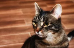 Batorek 0136/25 - samiec, 3 lata