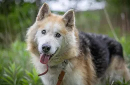 Kenai 0352/25 - samiec, 10 lat